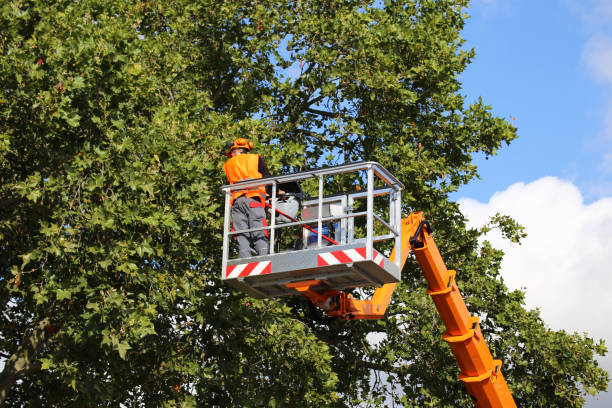 Best Weed Control  in Pine Island, MN